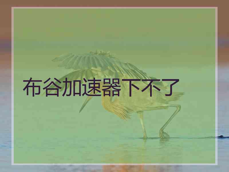 布谷加速器下不了