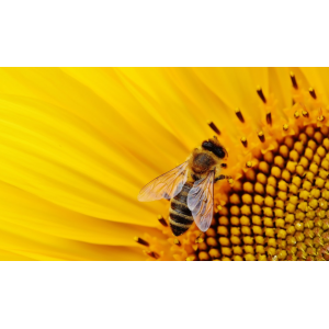 科学家通过射频传输追踪大黄蜂巢后将其消灭